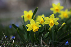gallery_8249_5668_12487.jpg