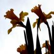 tn_gallery_8249_5668_3762.jpg