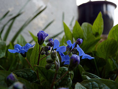 gallery_8249_5668_2514.jpg