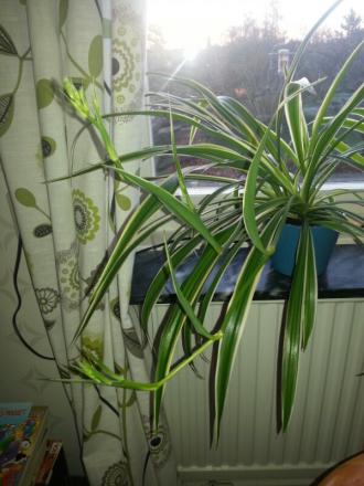 gallery_79787_5673_85630.jpg