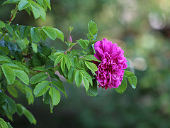 gallery_8249_5669_13459.jpg
