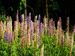 gallery_8249_5669_42866.jpg