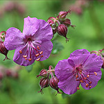gallery_8249_5669_4978.jpg