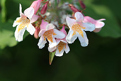 gallery_8249_5669_8910.jpg