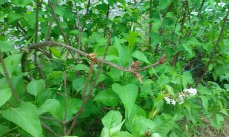gallery_11862_5718_62936.jpg
