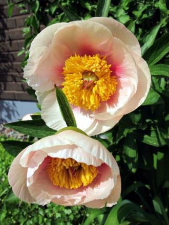 gallery_276_3515_23494.jpg