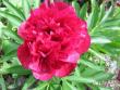 tn_gallery_276_3515_3764.jpg