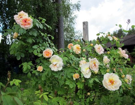 gallery_276_1640_23053.jpg