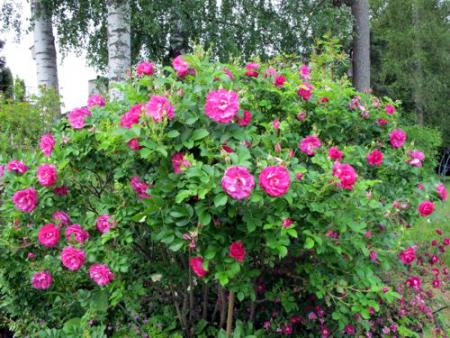 gallery_276_1247_2154.jpg