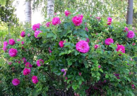 gallery_276_1247_40781.jpg