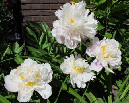 gallery_276_3515_717.jpg