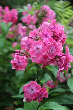 gallery_8249_5669_129821.jpg