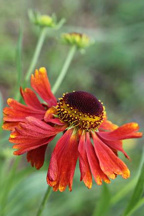gallery_8249_5669_21628.jpg