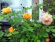 tn_gallery_276_1247_34618.jpg