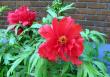 tn_gallery_276_3515_40149.jpg
