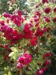 tn_gallery_3321_5684_68763.jpg