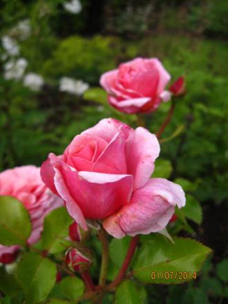 gallery_71323_5742_13426.jpg