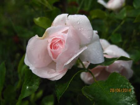 gallery_71323_5742_14787.jpg