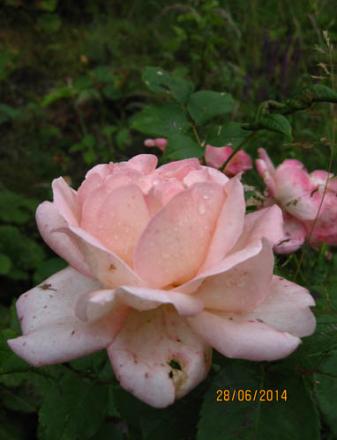 gallery_71323_5742_18607.jpg