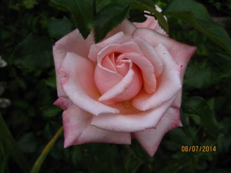 gallery_71323_5742_23754.jpg