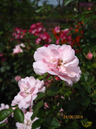 gallery_71323_5742_24961.jpg