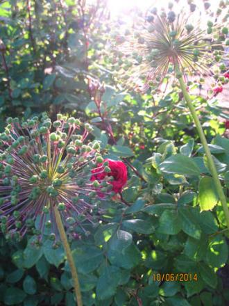 gallery_71323_5742_25269.jpg
