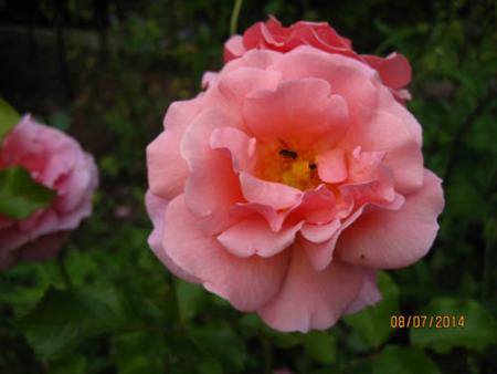 gallery_71323_5742_27713.jpg