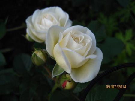 gallery_71323_5742_29534.jpg