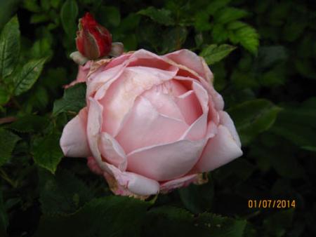 gallery_71323_5742_32157.jpg