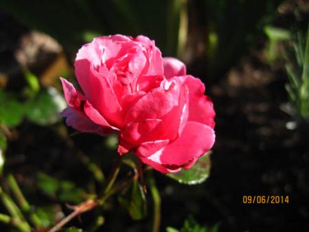 gallery_71323_5742_32497.jpg