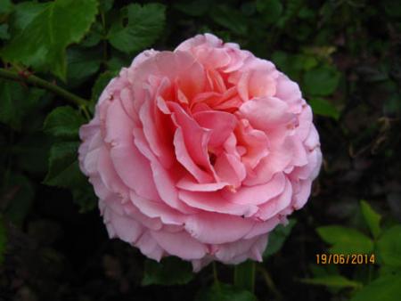 gallery_71323_5742_41477.jpg