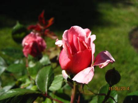gallery_71323_5742_43933.jpg