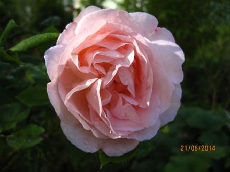 gallery_71323_5742_44438.jpg