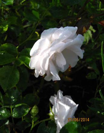 gallery_71323_5742_47609.jpg
