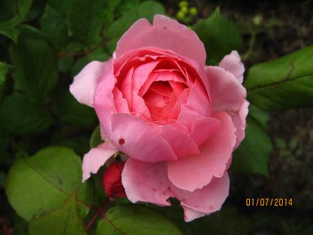 gallery_71323_5742_5223.jpg