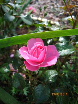 gallery_71323_5742_63291.jpg