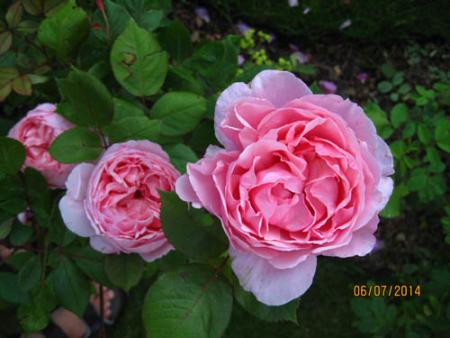 gallery_71323_5742_6763.jpg