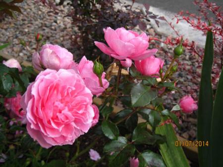 gallery_71323_5742_69974.jpg