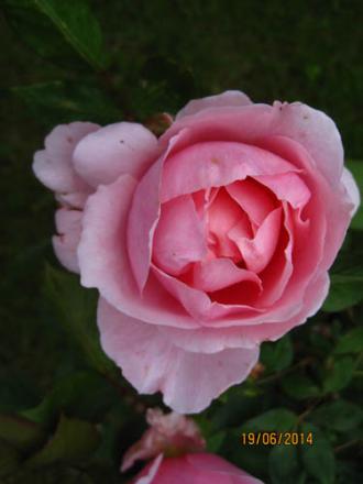 gallery_71323_5742_842.jpg