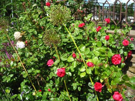 gallery_71323_5742_87944.jpg