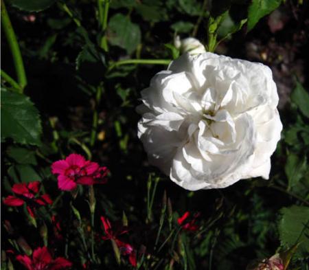 gallery_71323_5742_9991.jpg