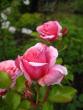 tn_gallery_71323_5742_13426.jpg