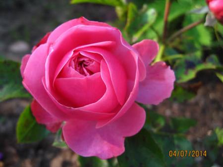 gallery_71323_5742_10720.jpg