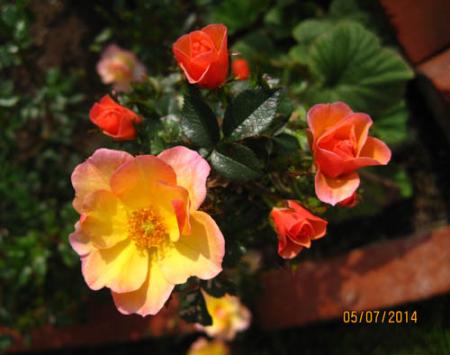 gallery_71323_5742_11497.jpg