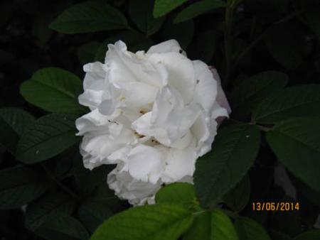 gallery_71323_5742_20952.jpg