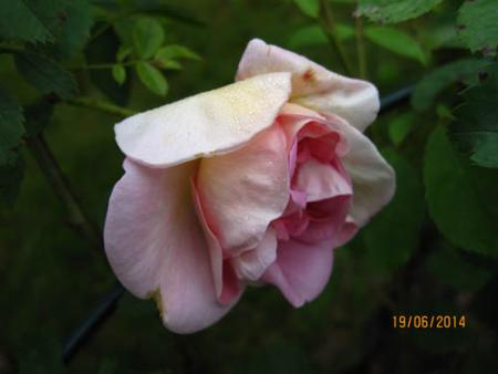 gallery_71323_5742_21838.jpg