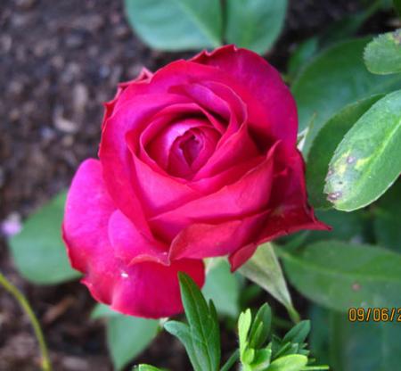 gallery_71323_5742_2330.jpg