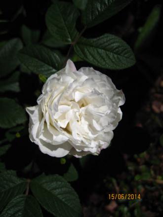 gallery_71323_5742_26071.jpg