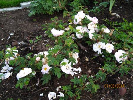 gallery_71323_5742_26562.jpg