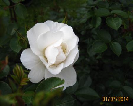 gallery_71323_5742_28125.jpg